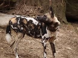 Afrika Köpeği